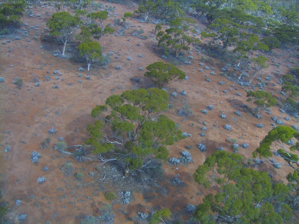 Cumberland Plain flux-tower camera frame