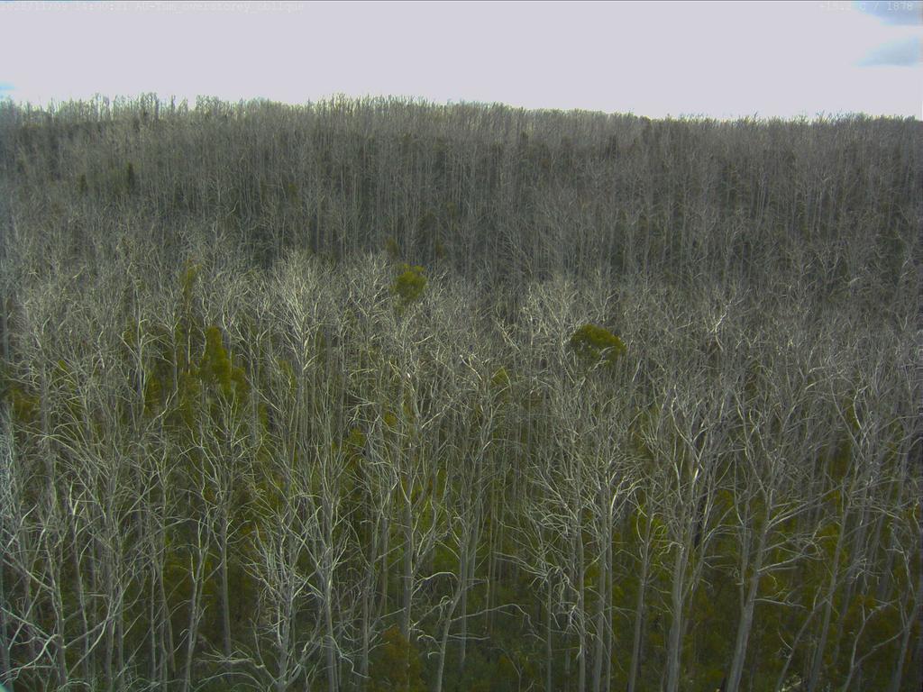 Cumberland Plain flux-tower camera frame